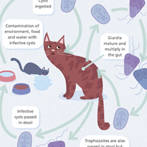 Giardia Life Cycle