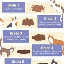 Poo Grading Chart